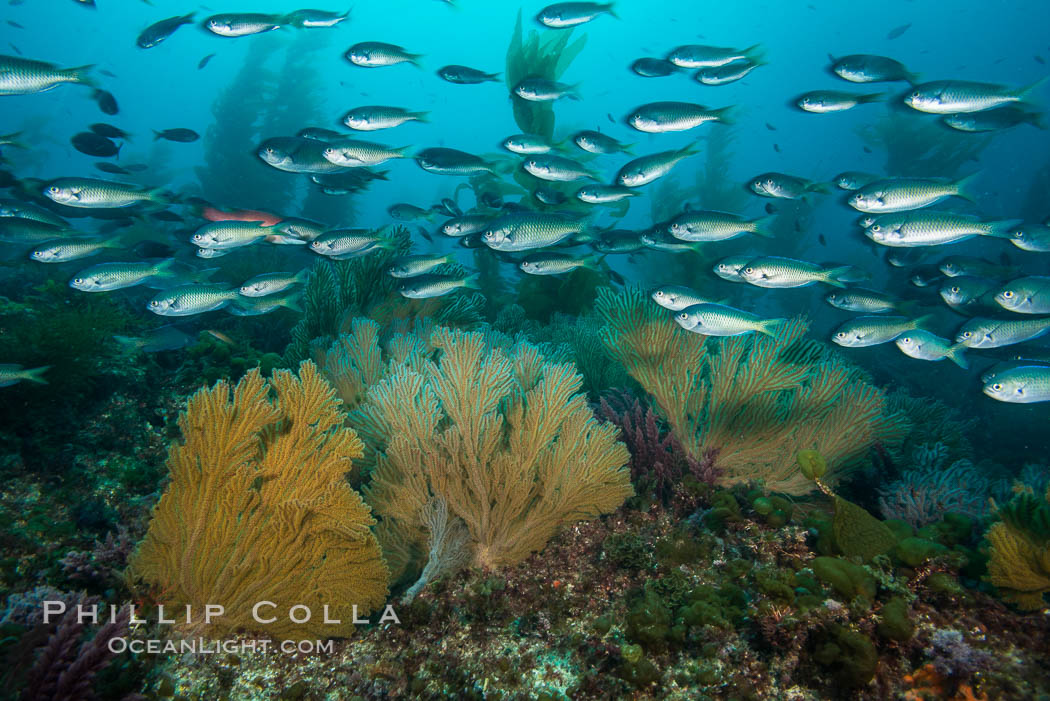 Blacksmith Chromis and California golden gorgonian on underwater rocky reef, San Clemente Island. The golden gorgonian is a filter-feeding temperate colonial species that lives on the rocky bottom at depths between 50 to 200 feet deep. Each individual polyp is a distinct animal, together they secrete calcium that forms the structure of the colony. Gorgonians are oriented at right angles to prevailing water currents to capture plankton drifting by. USA, Chromis punctipinnis, Muricea californica, natural history stock photograph, photo id 30891