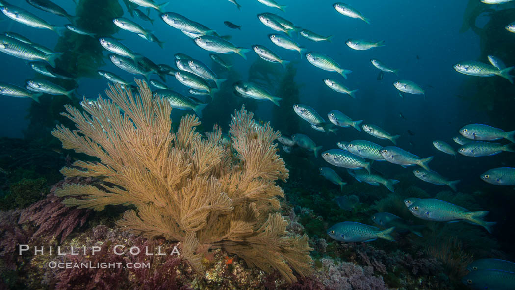 Blacksmith Chromis and California golden gorgonian on underwater rocky reef, San Clemente Island. The golden gorgonian is a filter-feeding temperate colonial species that lives on the rocky bottom at depths between 50 to 200 feet deep. Each individual polyp is a distinct animal, together they secrete calcium that forms the structure of the colony. Gorgonians are oriented at right angles to prevailing water currents to capture plankton drifting by. USA, Chromis punctipinnis, Muricea californica, natural history stock photograph, photo id 30895