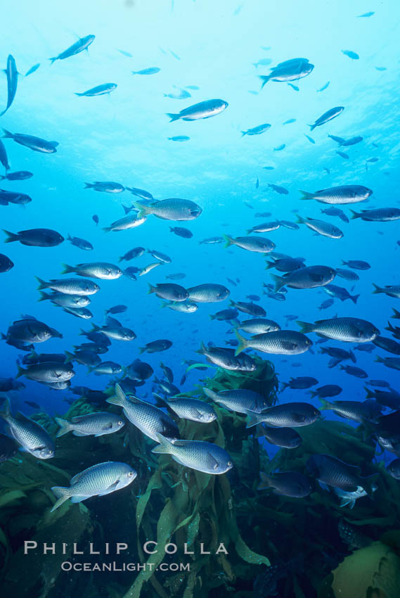 Blacksmith, Islas San Benito. San Benito Islands (Islas San Benito), Baja California, Mexico, Chromis punctipinnis, natural history stock photograph, photo id 02340