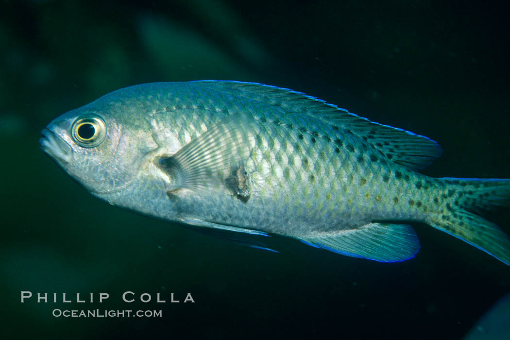 Blacksmith. Catalina Island, California, USA, Chromis punctipinnis, natural history stock photograph, photo id 01026