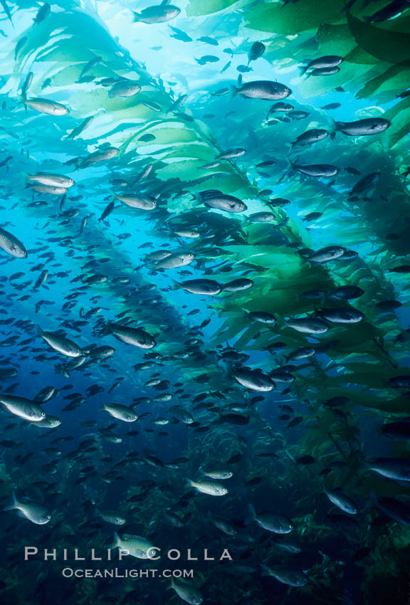 Blacksmith amidst kelp forest. Santa Barbara Island, California, USA, Chromis punctipinnis, Macrocystis pyrifera, natural history stock photograph, photo id 02410