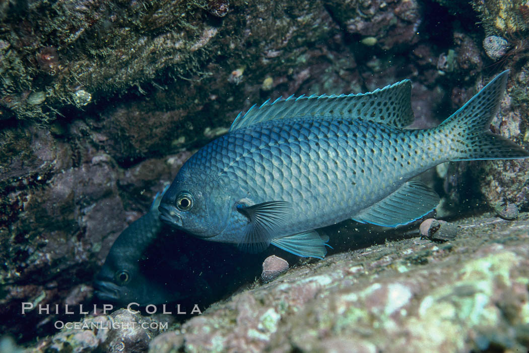 Blacksmith perch. Catalina Island, California, USA, Chromis punctipinnis, natural history stock photograph, photo id 05172