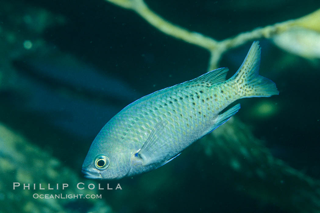 Blacksmith amidst kelp. Catalina Island, California, USA, Chromis punctipinnis, Macrocystis pyrifera, natural history stock photograph, photo id 00633