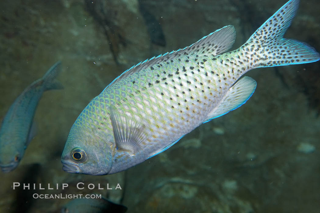 Blacksmith perch., Chromis punctipinnis, natural history stock photograph, photo id 11773