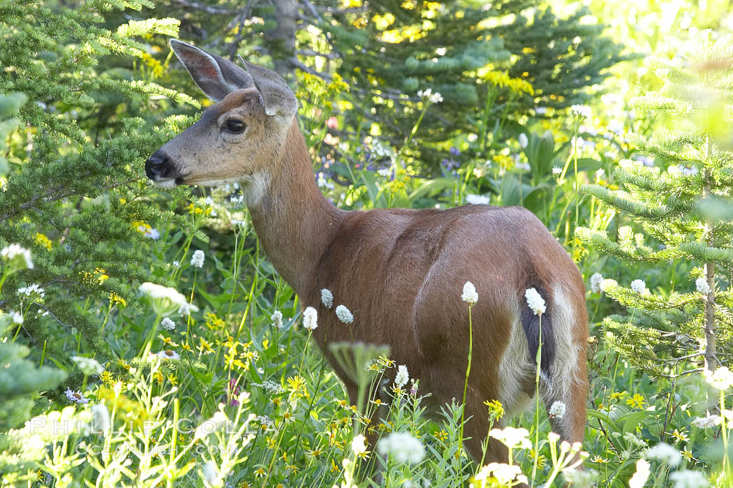 Blacktail deer, Paradise Park. Mount Rainier National Park, Washington, USA, natural history stock photograph, photo id 13914