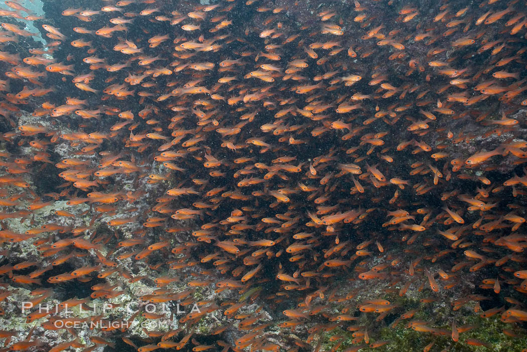 Blacktip cardinalfish school under ledges. Bartolome Island, Galapagos Islands, Ecuador, Apogon atradorsatus, natural history stock photograph, photo id 16362