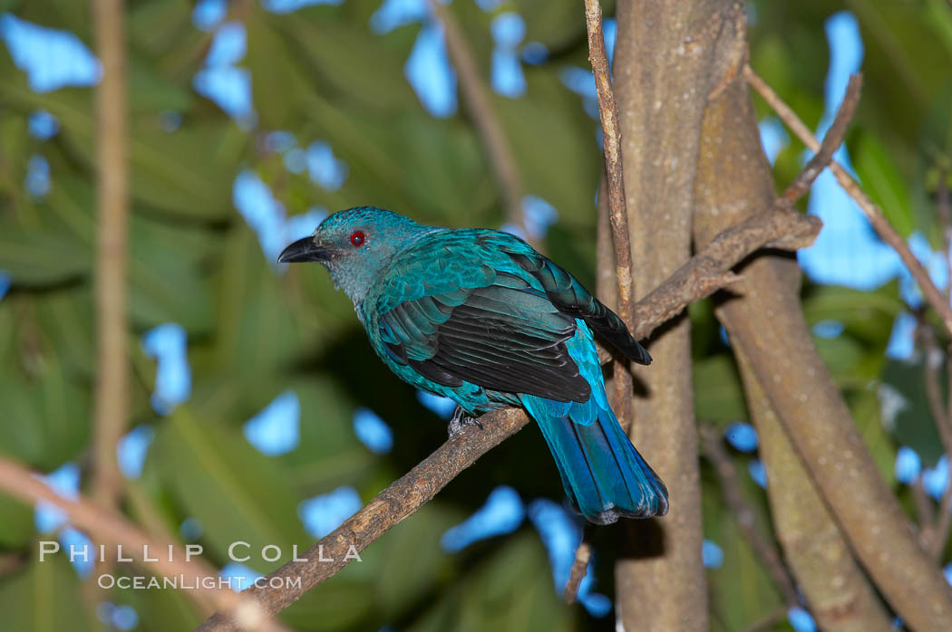 Blue-backed fairy bluebird, native to Thailand., Irena puella sikkimensis, natural history stock photograph, photo id 12756
