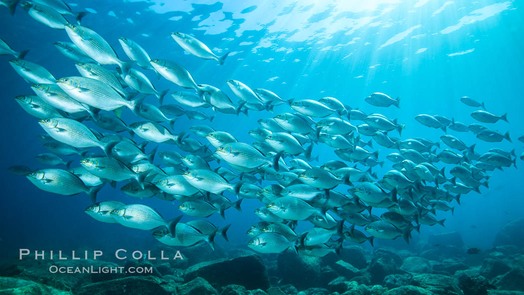 Blue-bronze sea chub schooling, Sea of Cortez, Kyphosus analogus