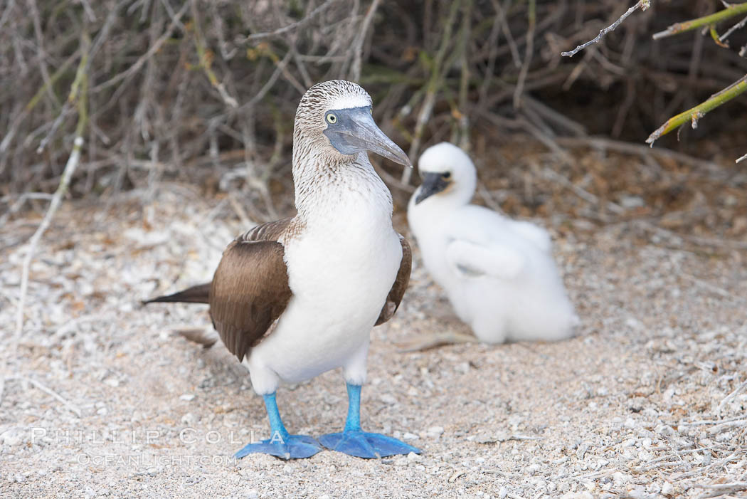 Blue-footed booby adult and chick. North Seymour Island, Galapagos Islands, Ecuador, Sula nebouxii, natural history stock photograph, photo id 16662