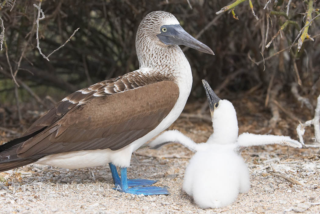 Blue-footed booby adult and chick. North Seymour Island, Galapagos Islands, Ecuador, Sula nebouxii, natural history stock photograph, photo id 16670