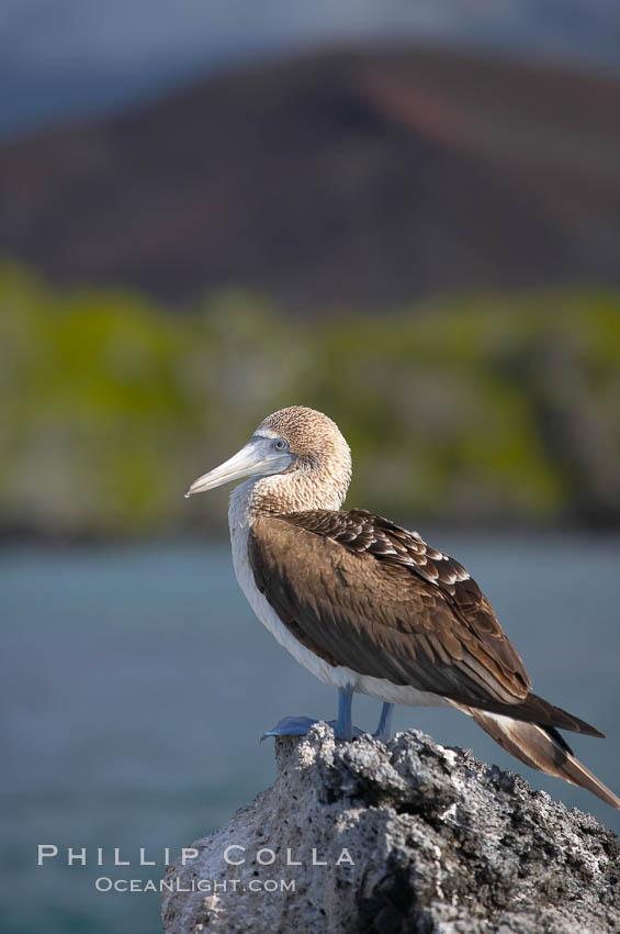 Blue-footed booby, Punta Albemarle. Isabella Island, Galapagos Islands, Ecuador, Sula nebouxii, natural history stock photograph, photo id 16661