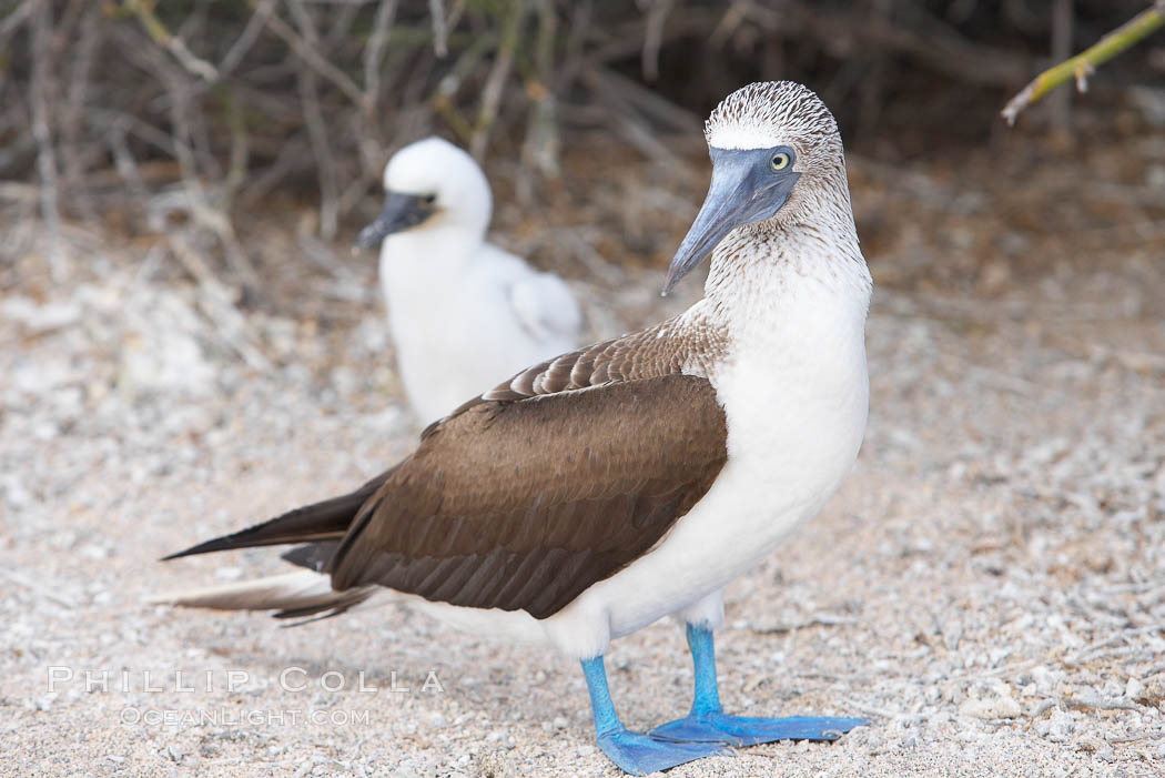 Blue-footed booby adult and chick. North Seymour Island, Galapagos Islands, Ecuador, Sula nebouxii, natural history stock photograph, photo id 16677