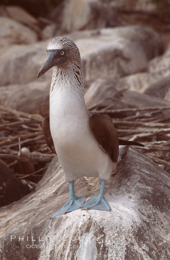 Blue-footed booby, Punta Suarez. Hood Island, Galapagos Islands, Ecuador, Sula nebouxii, natural history stock photograph, photo id 01802