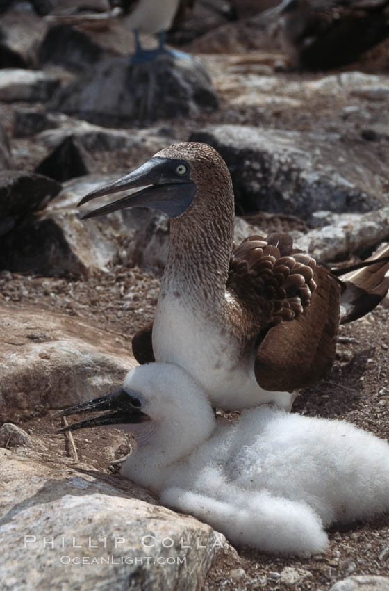 Blue-footed booby with chick, Punta Suarez. Hood Island, Galapagos Islands, Ecuador, Sula nebouxii, natural history stock photograph, photo id 01810
