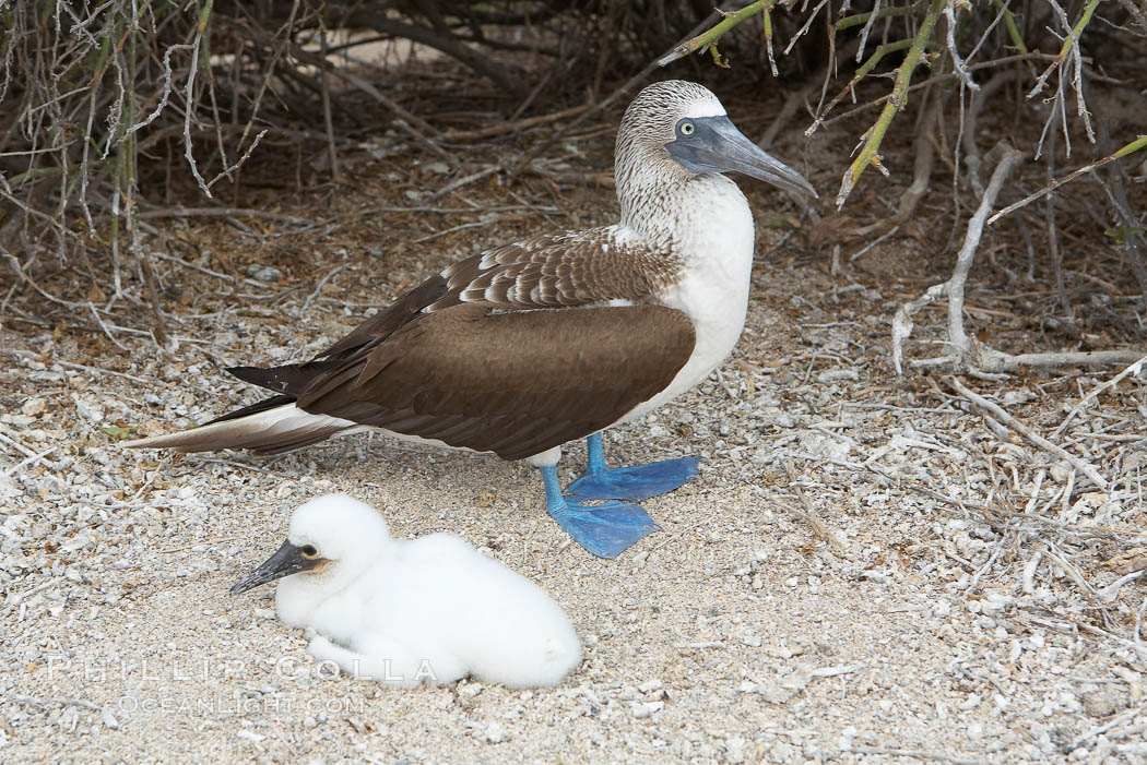Blue-footed booby adult and chick. North Seymour Island, Galapagos Islands, Ecuador, Sula nebouxii, natural history stock photograph, photo id 16658