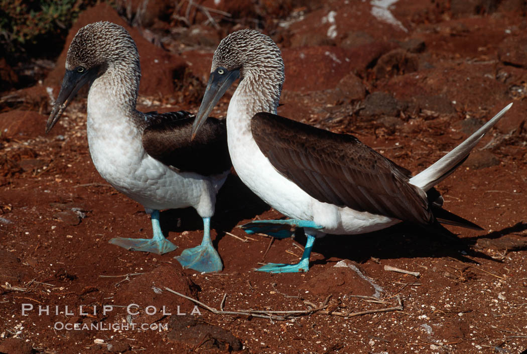 Blue-footed booby, courtship display. North Seymour Island, Galapagos Islands, Ecuador, Sula nebouxii, natural history stock photograph, photo id 01792