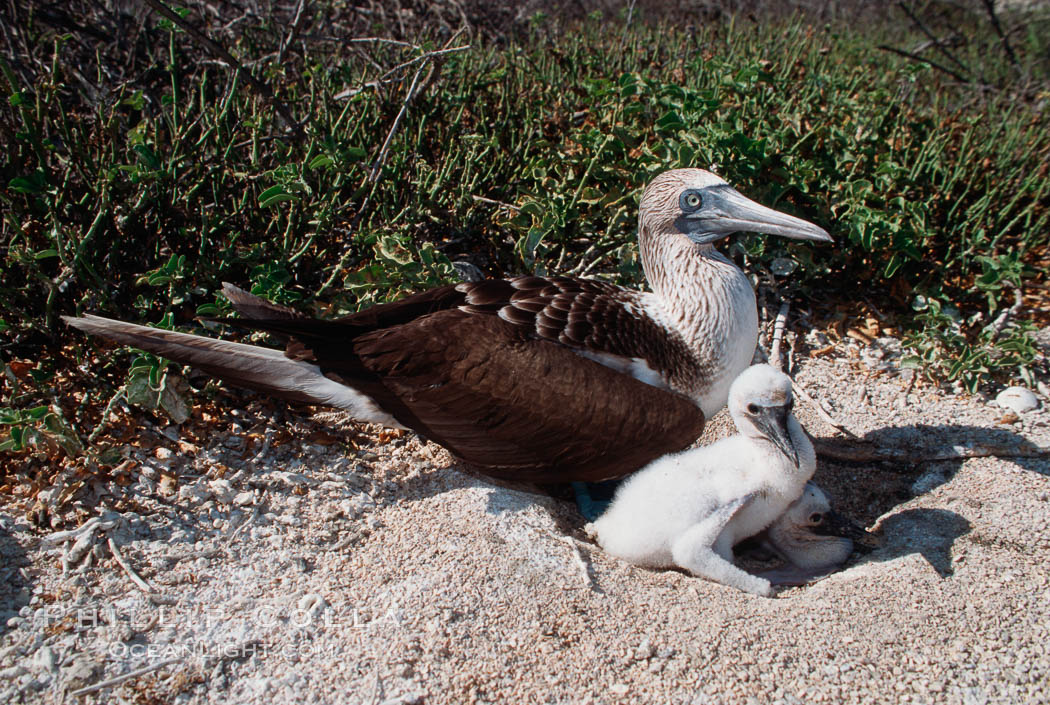 Blue-footed booby with chick. North Seymour Island, Galapagos Islands, Ecuador, Sula nebouxii, natural history stock photograph, photo id 01808