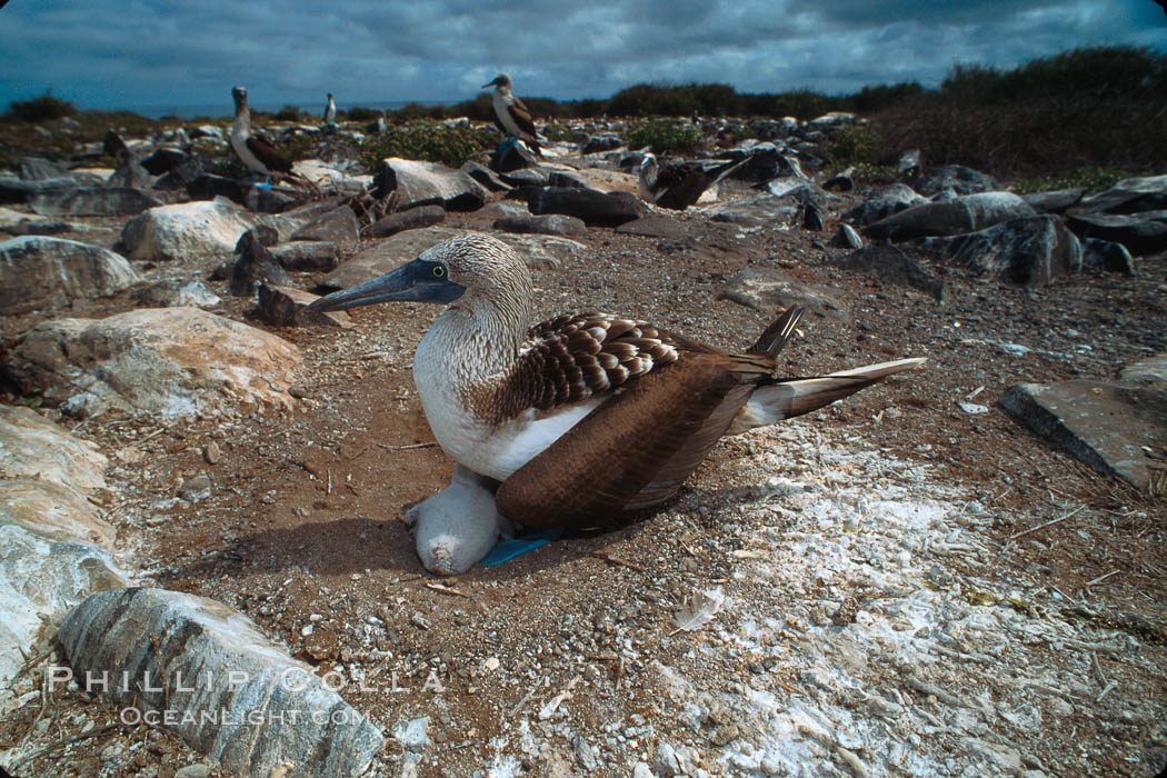 Blue-footed booby on nest, Punta Suarez. Hood Island, Galapagos Islands, Ecuador, Sula nebouxii, natural history stock photograph, photo id 01816