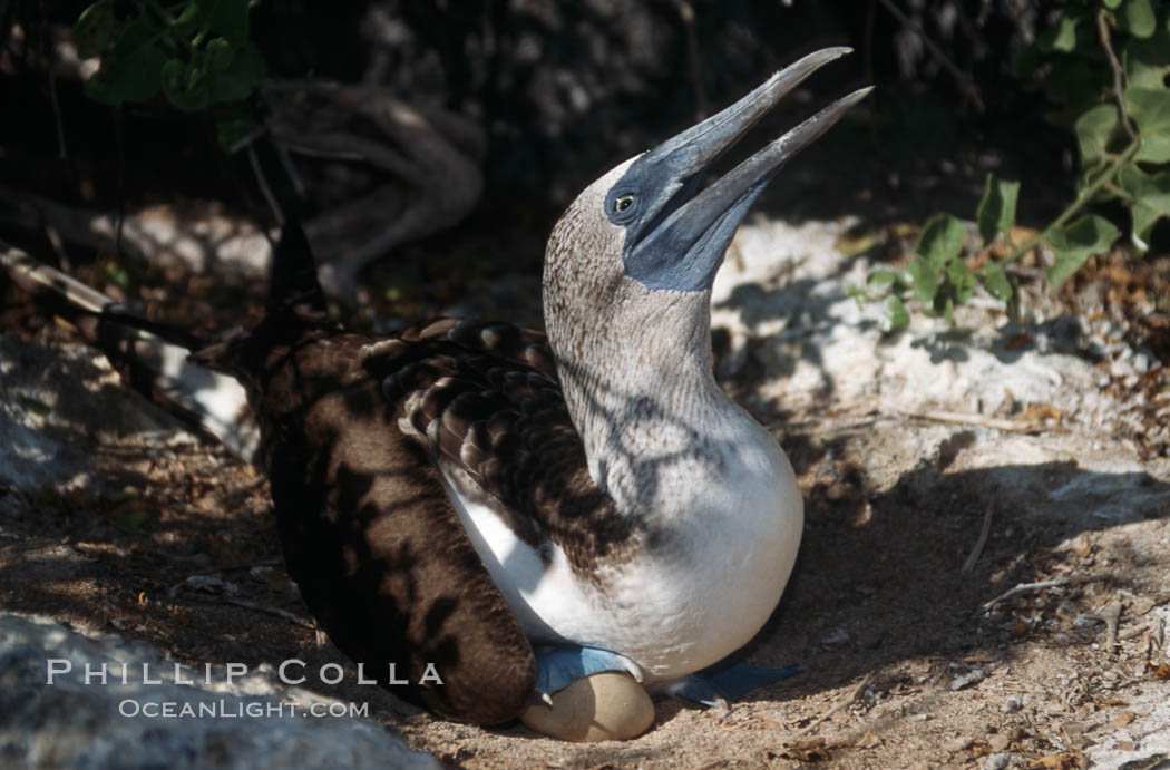 Blue-footed booby on nest, Punta Suarez. Hood Island, Galapagos Islands, Ecuador, Sula nebouxii, natural history stock photograph, photo id 01828