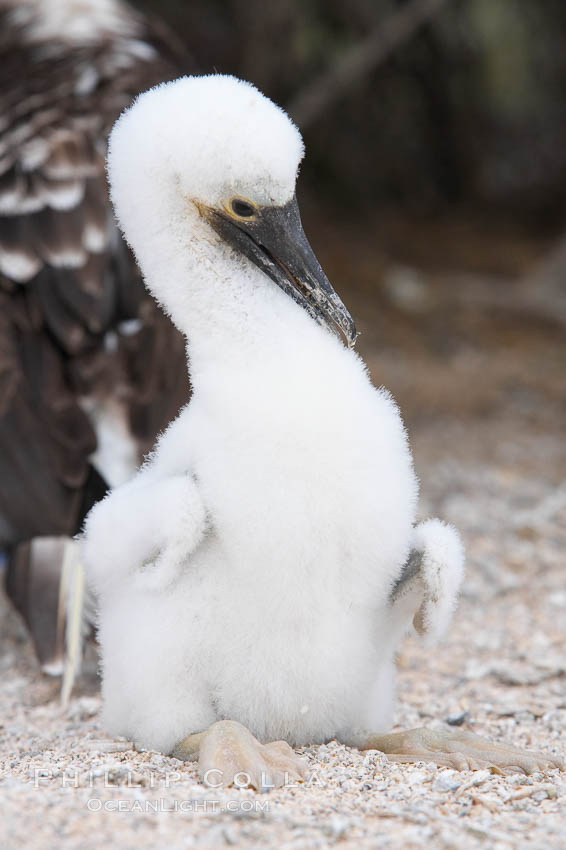 Blue-footed booby chick. North Seymour Island, Galapagos Islands, Ecuador, Sula nebouxii, natural history stock photograph, photo id 16660