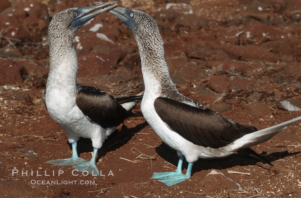 Blue-footed booby, courtship display, Sula nebouxii, North Seymour Island