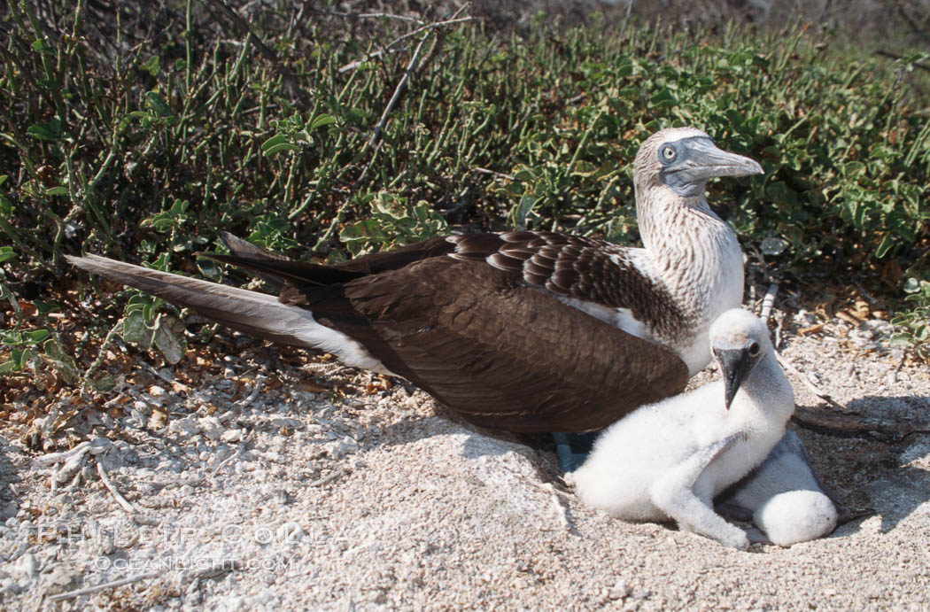 Blue-footed booby with chick. North Seymour Island, Galapagos Islands, Ecuador, Sula nebouxii, natural history stock photograph, photo id 01807