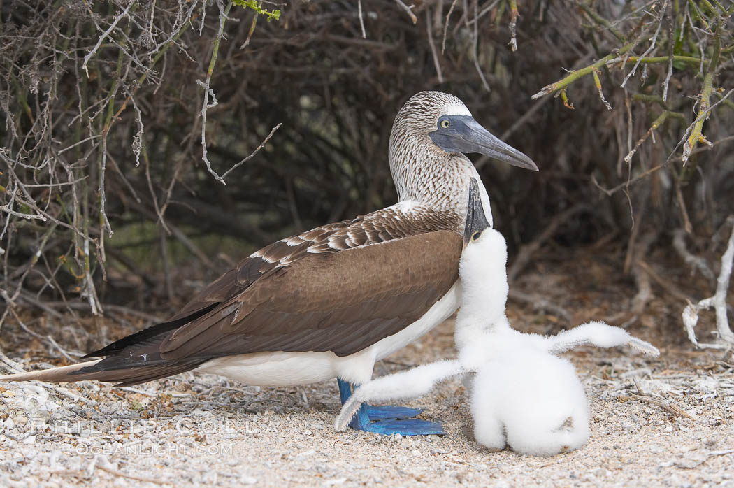 Blue-footed booby adult and chick. North Seymour Island, Galapagos Islands, Ecuador, Sula nebouxii, natural history stock photograph, photo id 16659