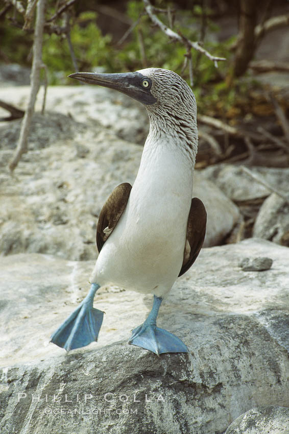 Blue-footed booby, courtship display, Punta Suarez. Hood Island, Galapagos Islands, Ecuador, Sula nebouxii, natural history stock photograph, photo id 01797