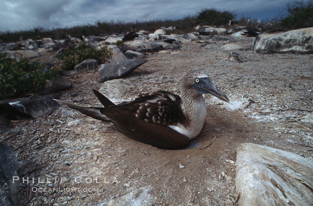 Blue-footed booby on nest, Punta Suarez. Hood Island, Galapagos Islands, Ecuador, Sula nebouxii, natural history stock photograph, photo id 01817