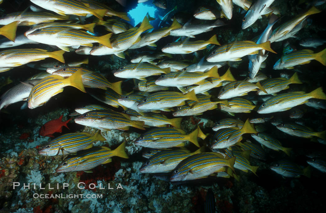 Blue and gold snapper. Cocos Island, Costa Rica, Lutjanus viridis, natural history stock photograph, photo id 05102