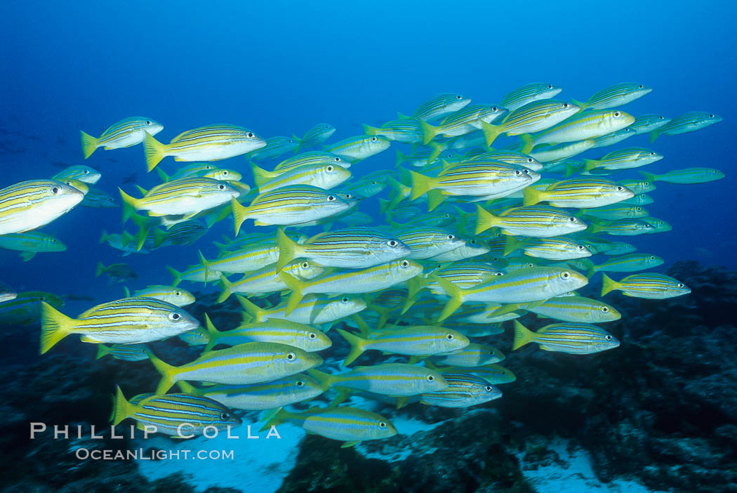 Schooling blue and gold snapper and Mexican goatfish. Cocos Island, Costa Rica, Lutjanus viridis, Mulloidichthys dentatus, natural history stock photograph, photo id 03277