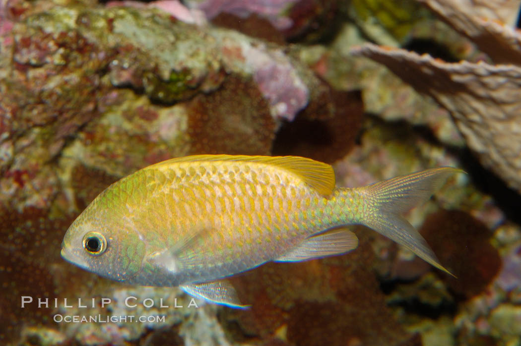 Blue-green chromis., Chromis viridis, natural history stock photograph, photo id 08910