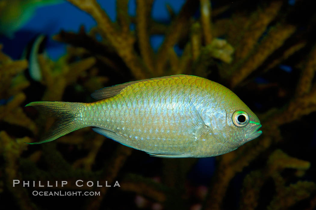 Blue green chromis., Chromis viridis, natural history stock photograph, photo id 09437