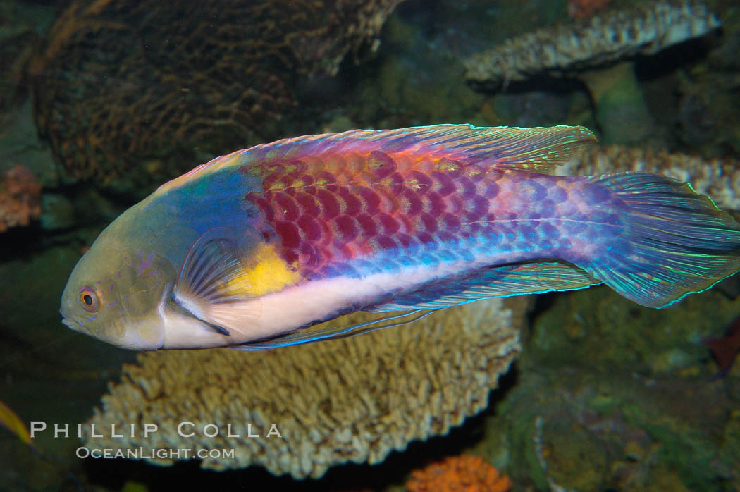 Blue-head fairy wrasse., Cirrhilabrus cyanopleura, natural history stock photograph, photo id 08876