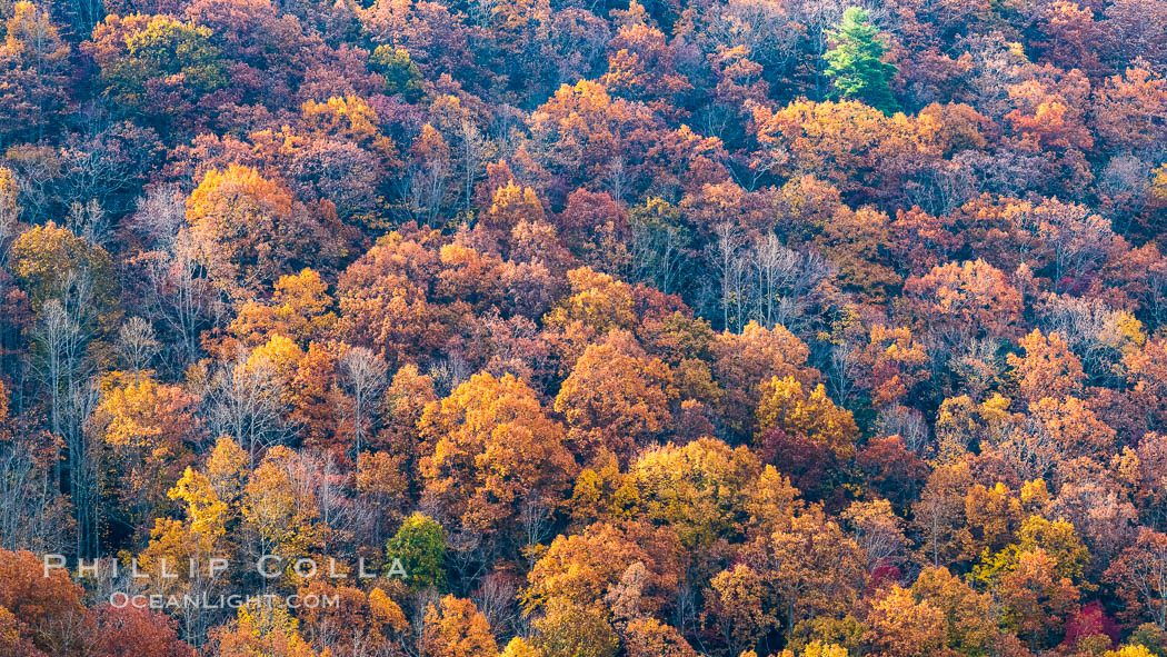 Blue Ridge Parkway Fall Colors, Asheville, North Carolina. USA, natural history stock photograph, photo id 34640