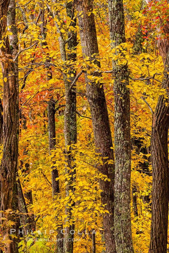 Blue Ridge Parkway Fall Colors, Asheville, North Carolina. USA, natural history stock photograph, photo id 34644