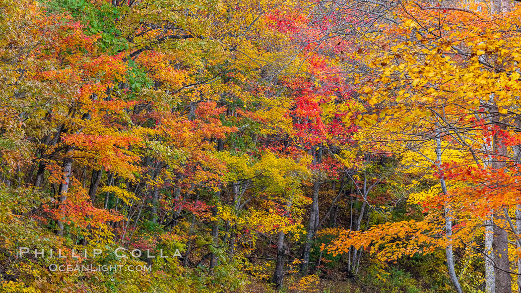 Blue Ridge Parkway Fall Colors, Asheville, North Carolina. USA, natural history stock photograph, photo id 34652