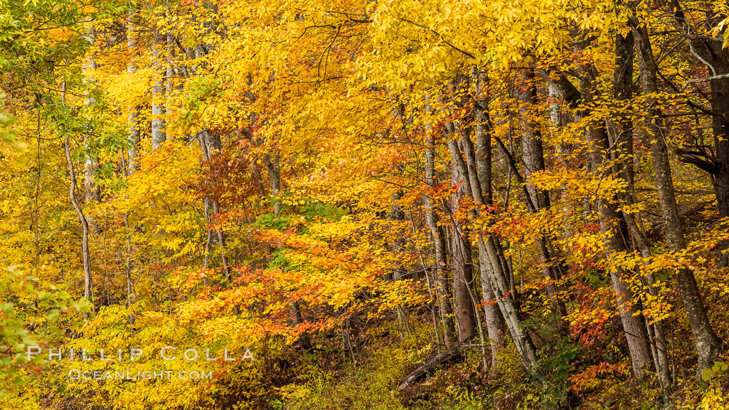 Blue Ridge Parkway Fall Colors, Asheville, North Carolina. USA, natural history stock photograph, photo id 34639
