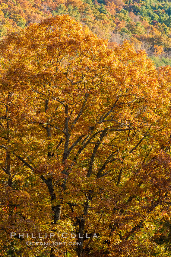Blue Ridge Parkway Fall Colors, Asheville, North Carolina. USA, natural history stock photograph, photo id 34641