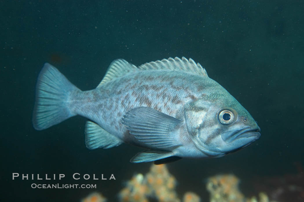 Blue rockfish., Sebastes mystinus, natural history stock photograph, photo id 11872