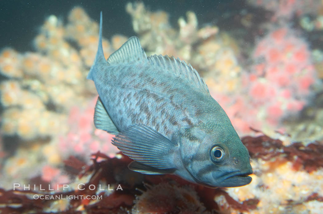 Blue rockfish., Sebastes mystinus, natural history stock photograph, photo id 11873
