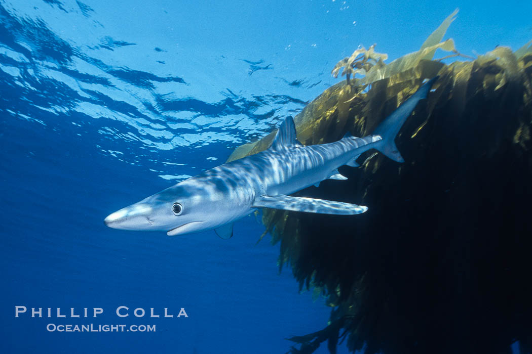 Blue shark swimming near kelp paddy, sunset, Baja California., Prionace glauca, natural history stock photograph, photo id 36343