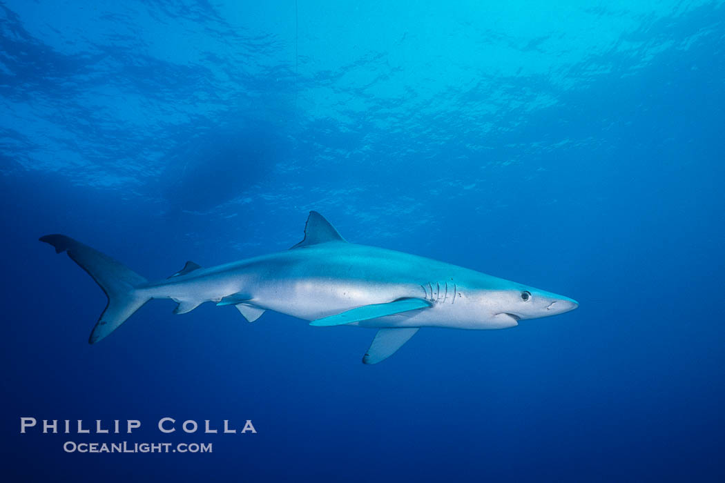 Blue shark in the open ocean, Baja California., Prionace glauca, natural history stock photograph, photo id 36344