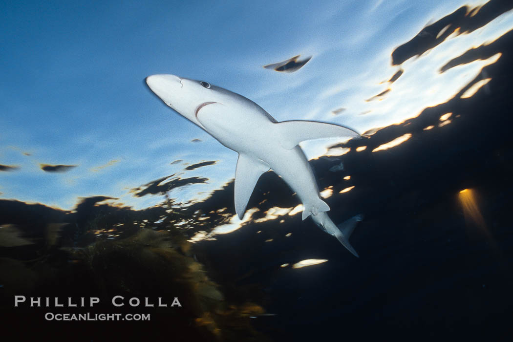 Blue shark in the open ocean, Baja California., Prionace glauca, natural history stock photograph, photo id 36341