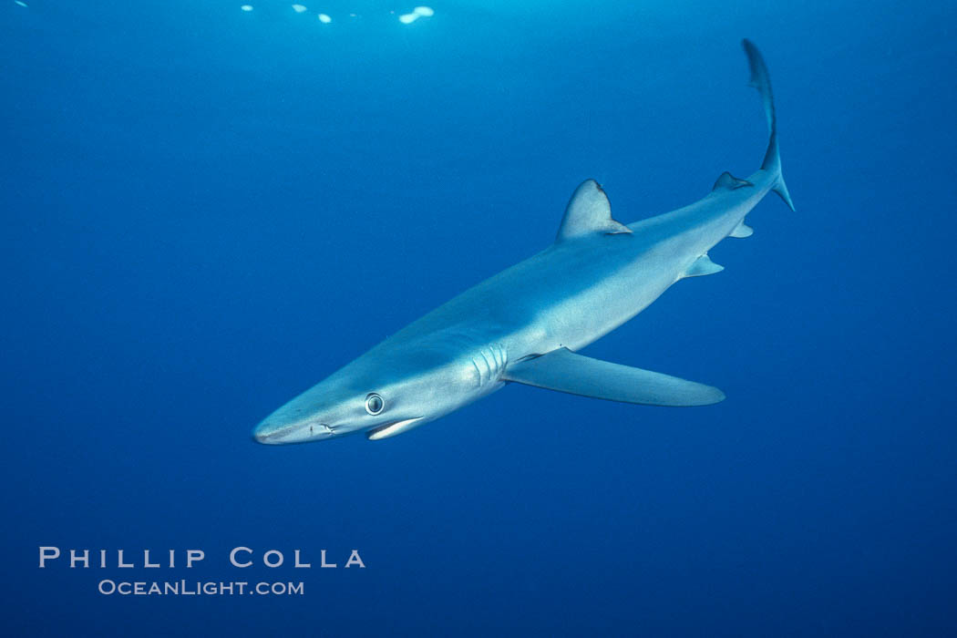 Blue shark underwater in the open ocean. San Diego, California, USA, Prionace glauca, natural history stock photograph, photo id 00584