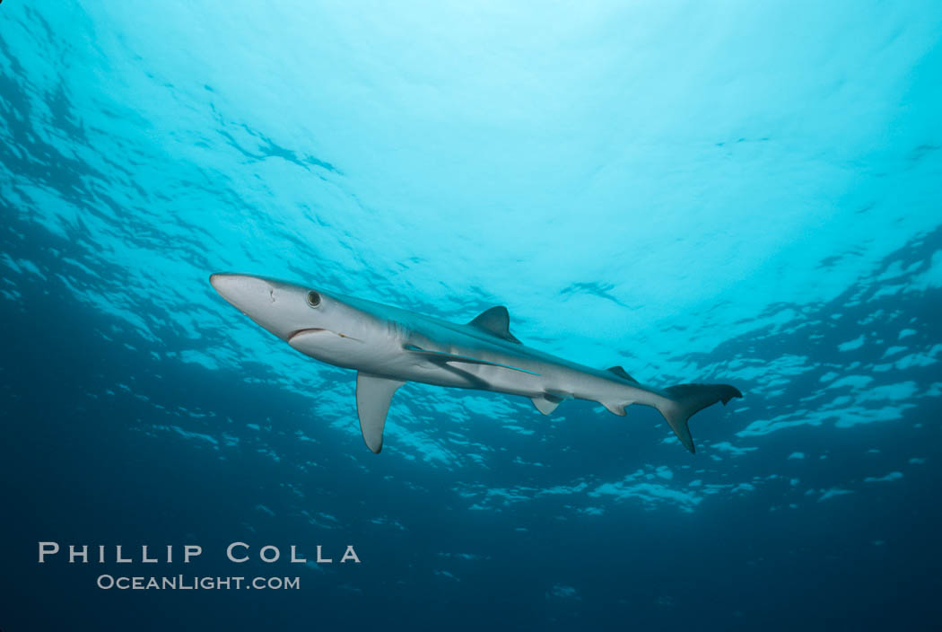 Blue shark. San Diego, California, USA, Prionace glauca, natural history stock photograph, photo id 01918
