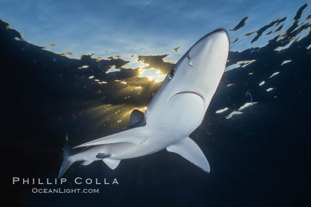 A blue shark swims through the open ocean in search of prey, backlit by the sunset, Prionace glauca, San Diego, California