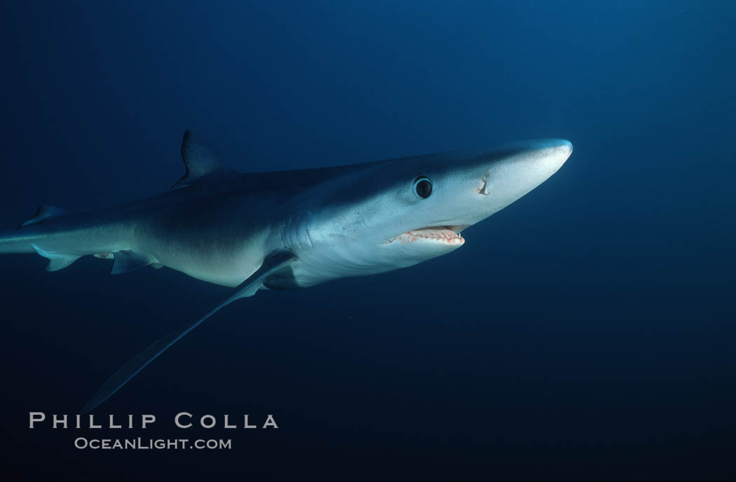 Blue shark, Baja California., Prionace glauca, natural history stock photograph, photo id 04842