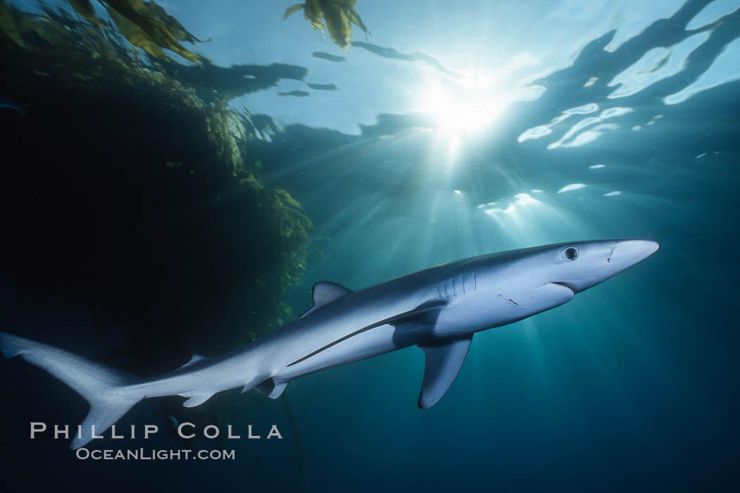 Blue shark underwater in the open ocean. San Diego, California, USA, Prionace glauca, natural history stock photograph, photo id 01152