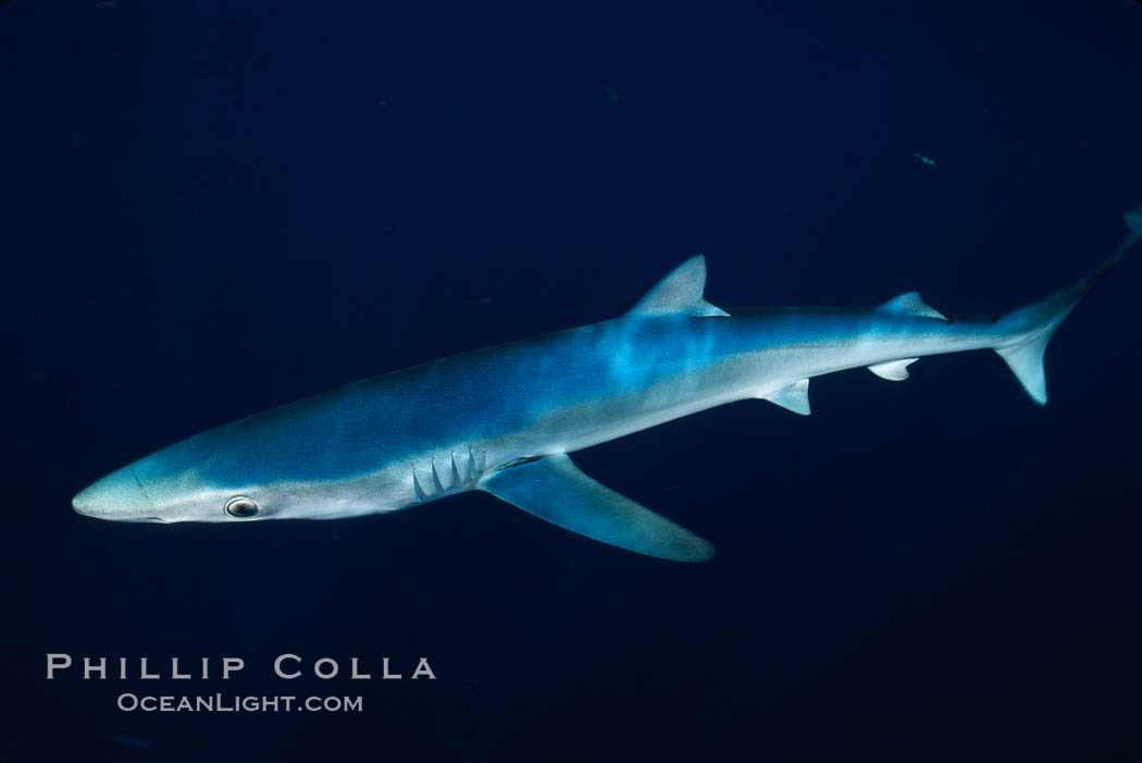 Blue shark, open ocean. San Diego, California, USA, Prionace glauca, natural history stock photograph, photo id 02292